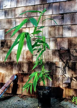 Catalog | Explore Bamboo Options Today — Tradewinds Bamboo Nursery